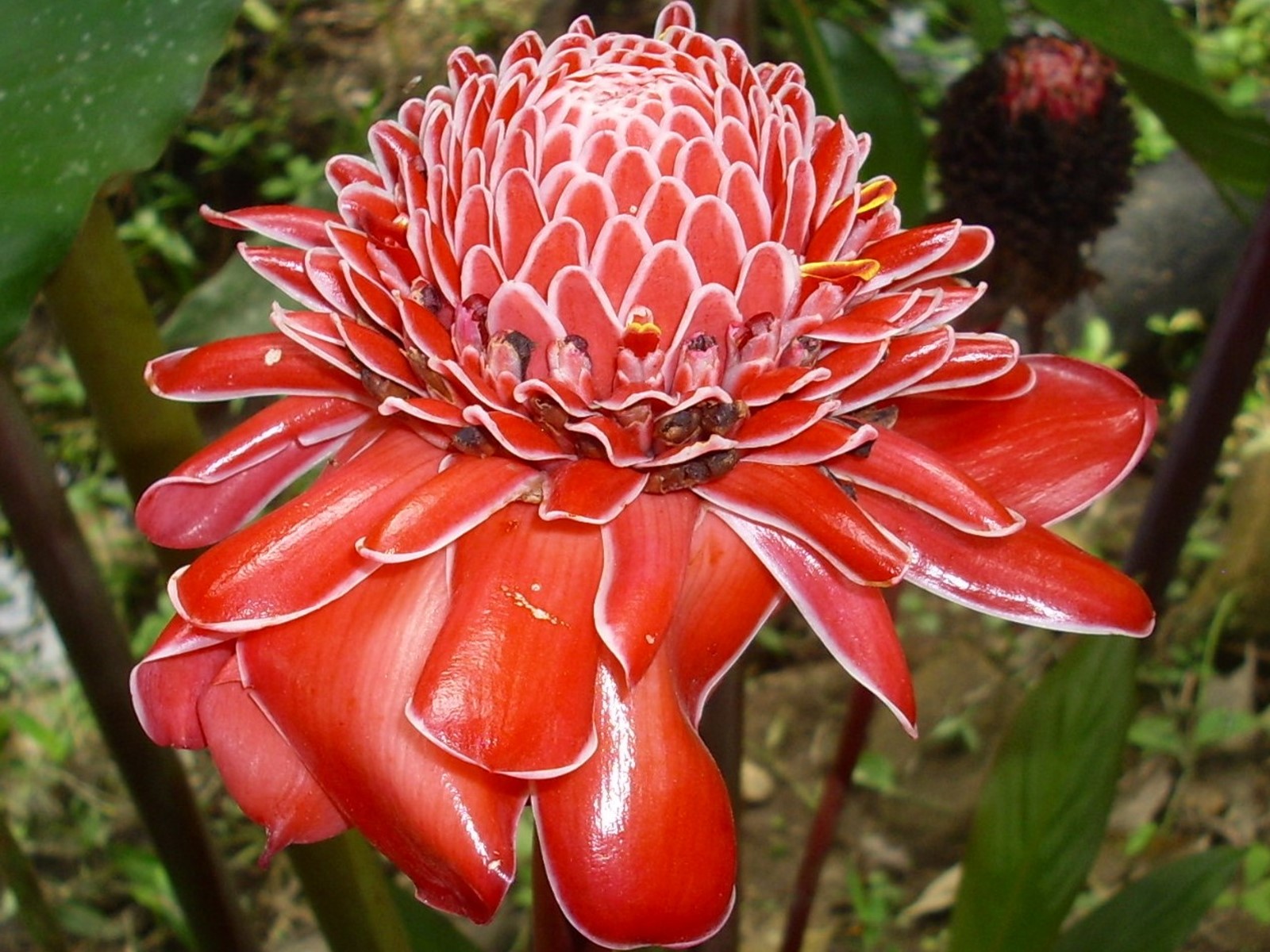 Blumen 14 blumen 15 blumen 16 blumen 17 blumen 18 Blumen 14 blumen 15 blumen 16 blumen 17 blumen 18