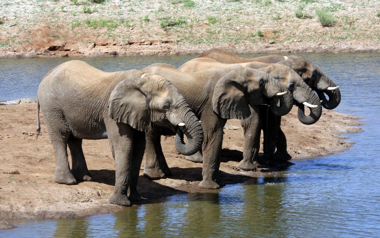 Tiere Kostenlos Tiere Kostenlos