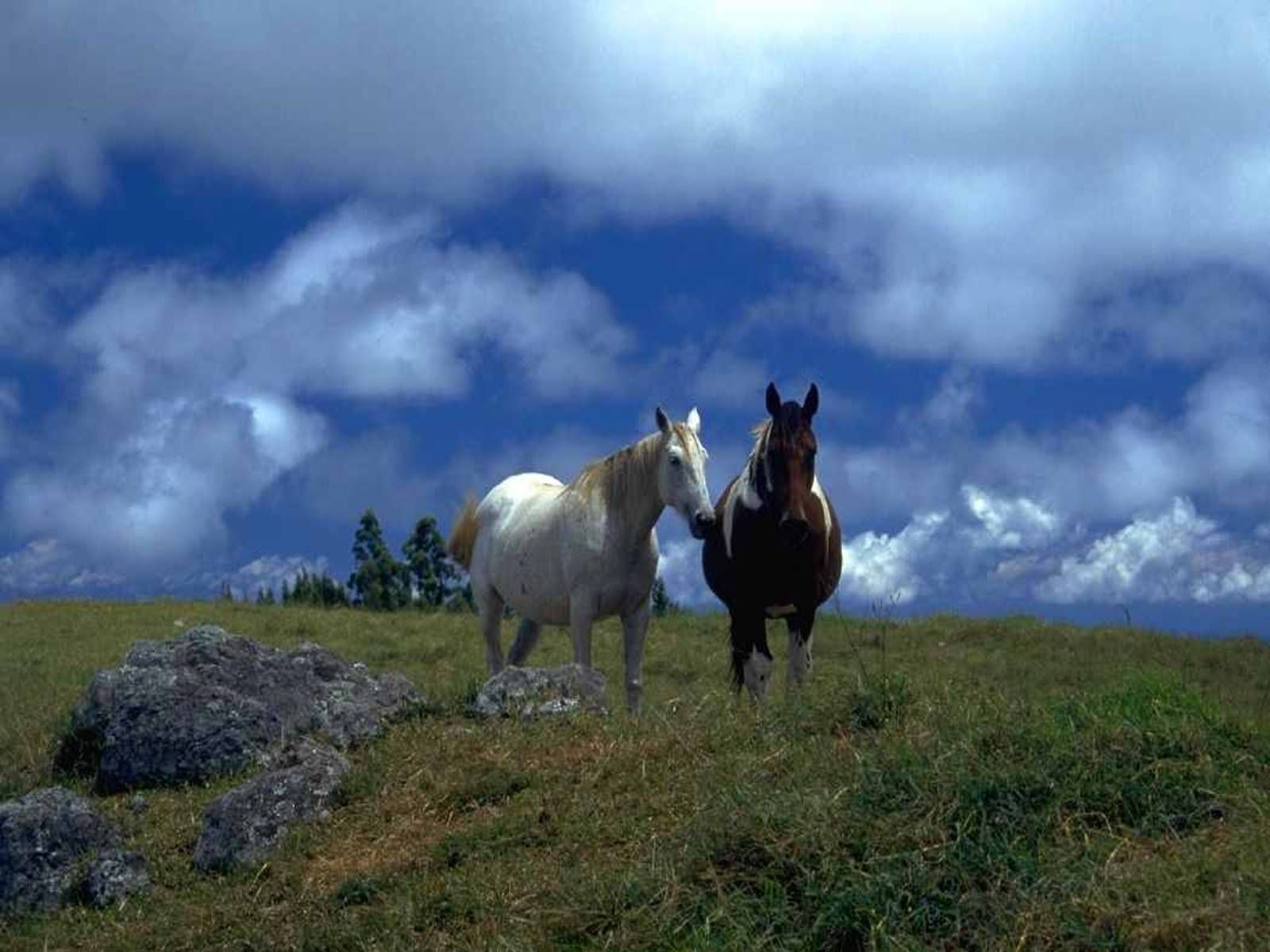 Kostenlos pferde desktop-hintergrundbilder Schwarze pferde